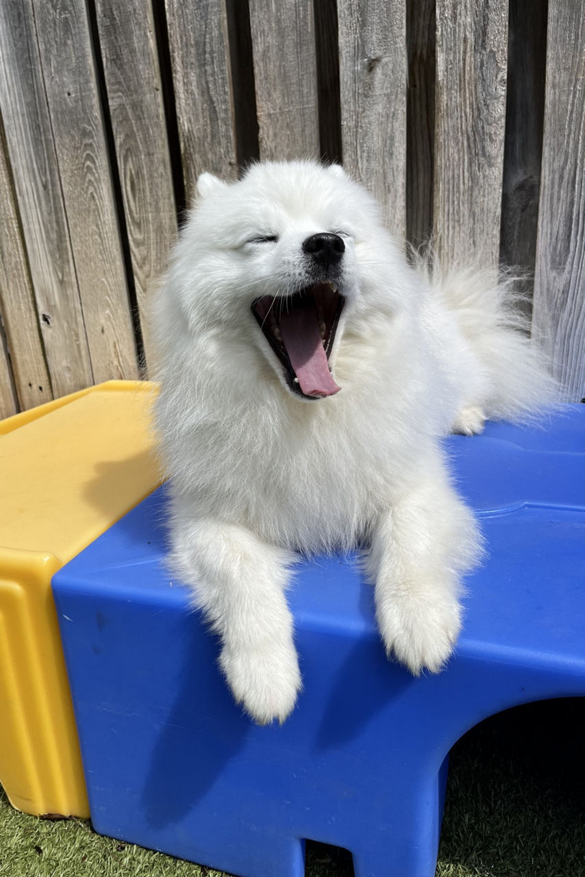 Pricing Rivermist Pet Lodge at Brinklow